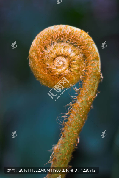橙色的蕨芽