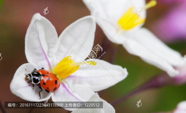 花夫人馬鈴薯葡萄花