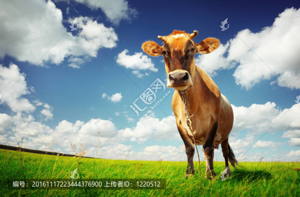 牛