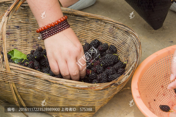 桑葚