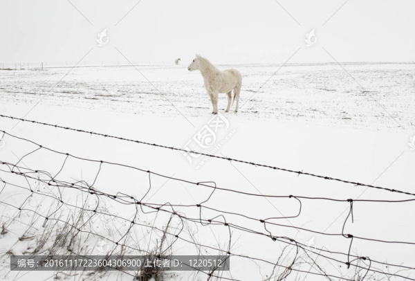 雪馬
