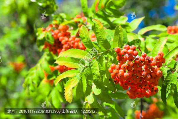 rowanberries