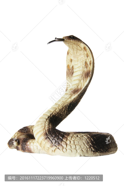 眼鏡蛇