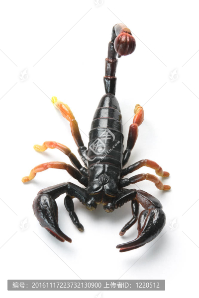 蝎子
