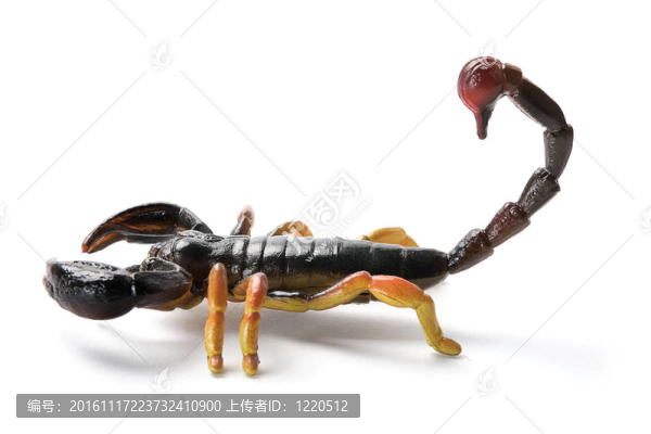 蝎子