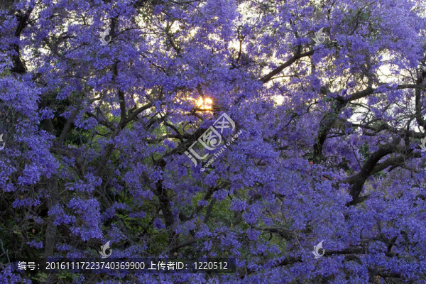 太陽在藍(lán)花楹樹