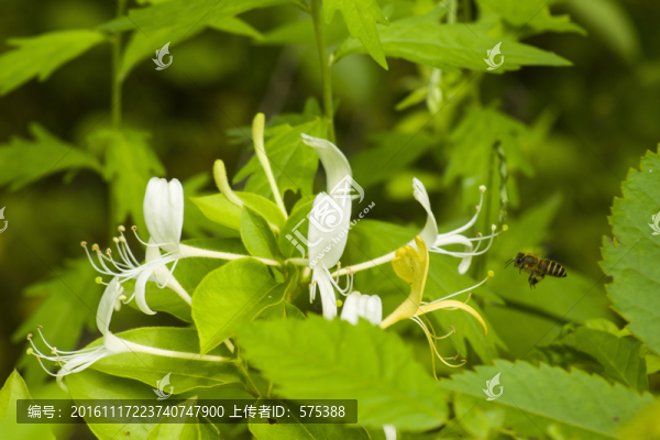 金銀花