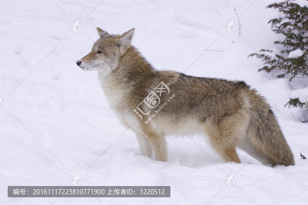 郊狼的剖面圖