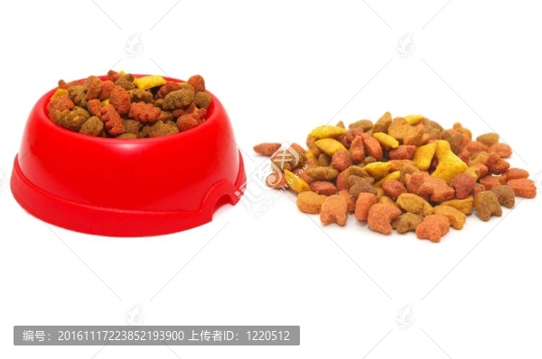 貓的食物