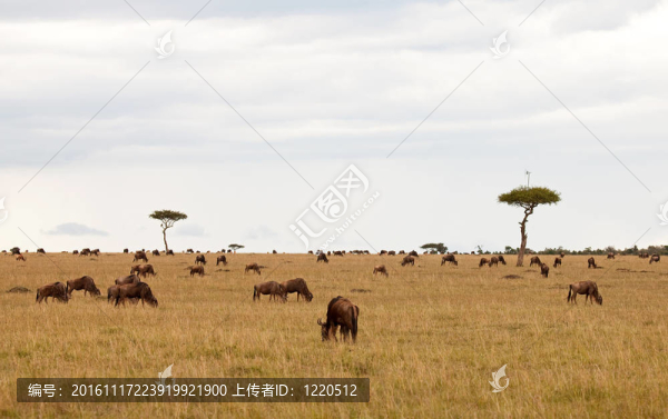 相思宋體的Masai,Mara
