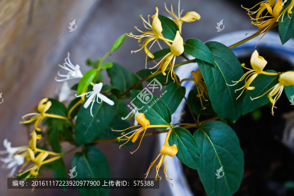 金銀花