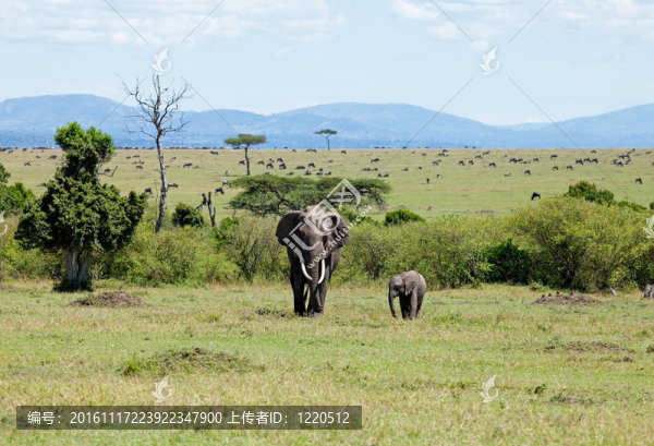 在Masai,Mara的大象