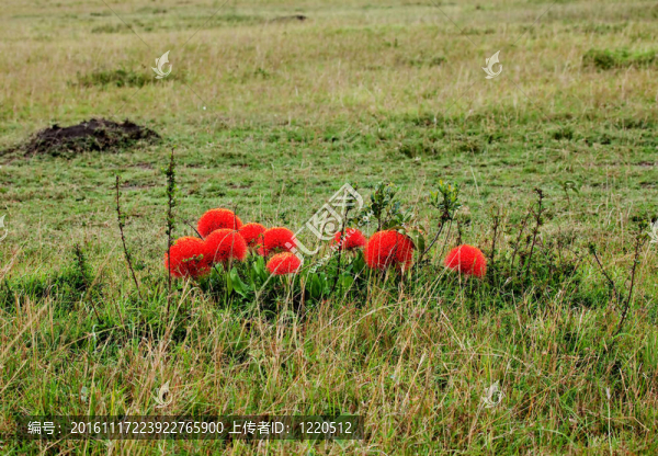 火球百合上的Masai,Mara