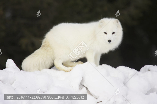 深白雪中的北極狐