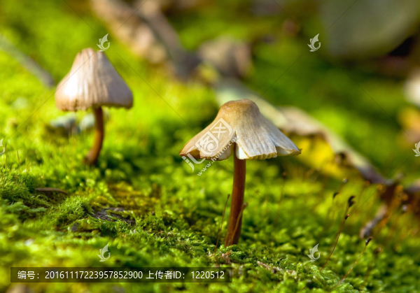 綠色苔蘚中生長的小真菌