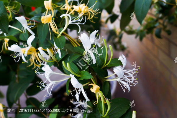 金銀花