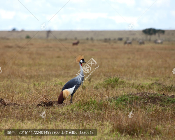 灰冠鶴在Masai,Mara