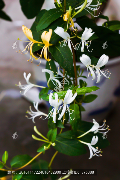 金銀花
