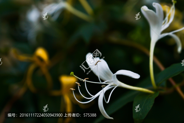 金銀花