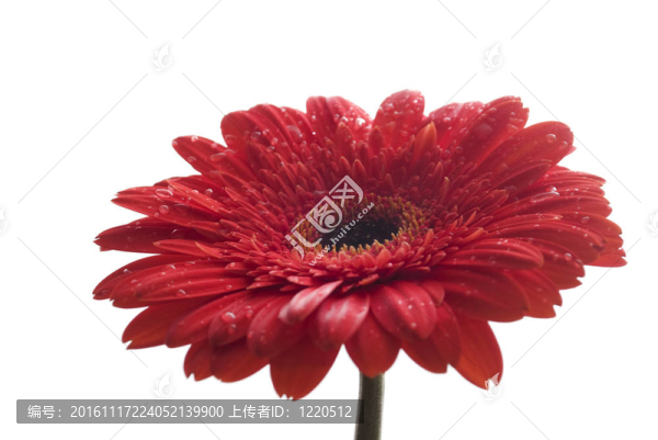 紅色的Gerber