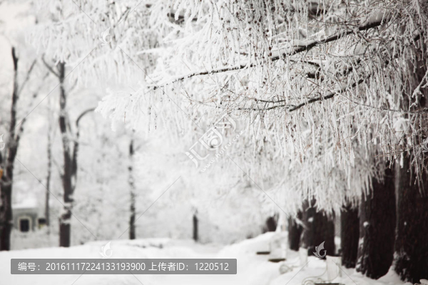 冬天的樹