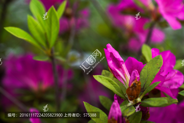 杜鵑花