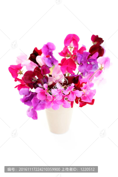 甜豌豆花