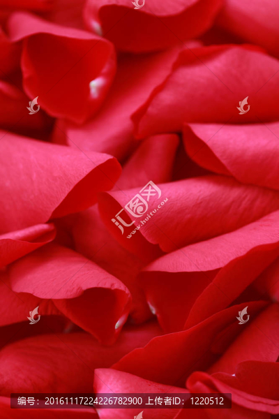 玫瑰花瓣的背景-匯圖網(wǎng) www.fosd68.com 玫瑰花瓣的背景