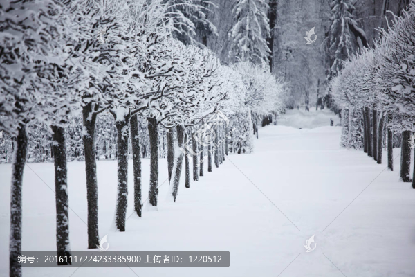 冬天的樹