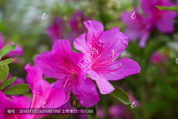杜鵑花