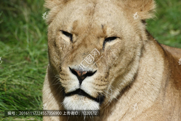 靠近頭母獅