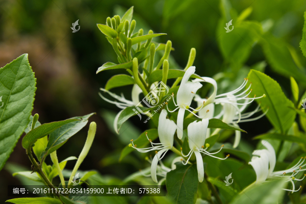 金銀花