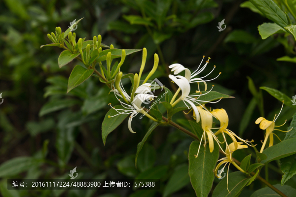 金銀花