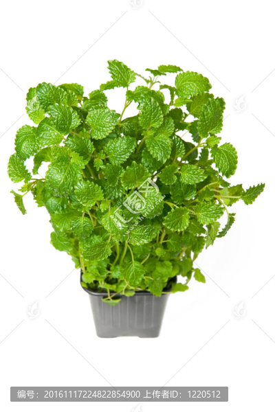 檸檬香蜂草