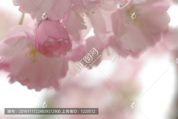櫻花