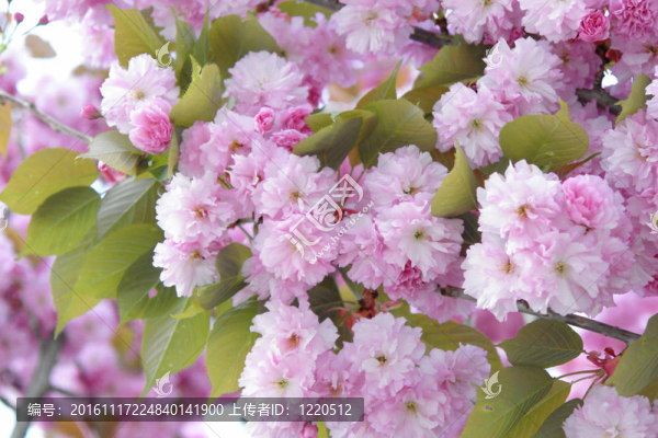櫻花