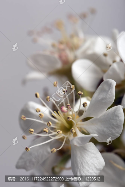 梨花