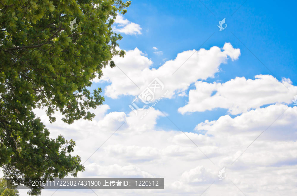 綠冠與天空
