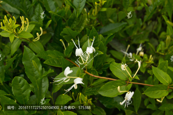 金銀花