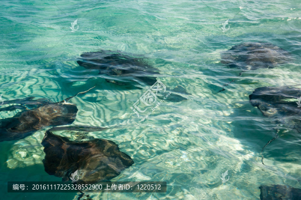 黃貂魚(yú)