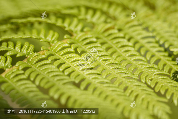 蕨類植物的葉子