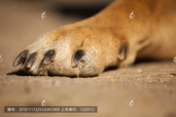 狗臟爪子