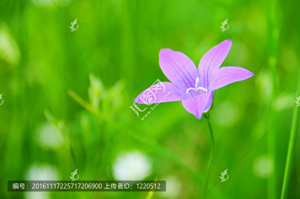 傳播Bellflower,01