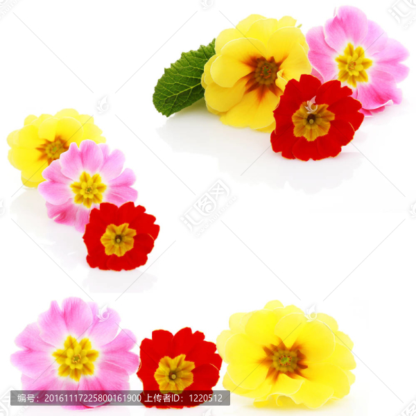 報(bào)春花