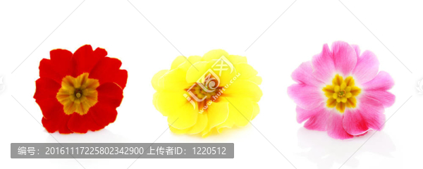 報(bào)春花