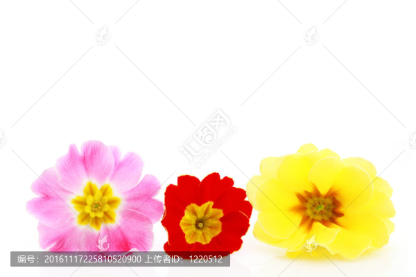報春花