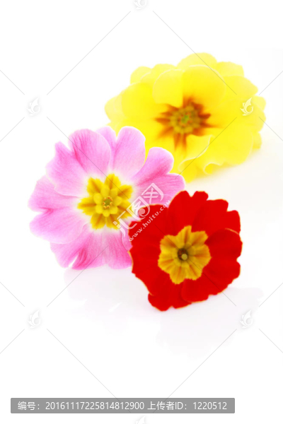 報春花