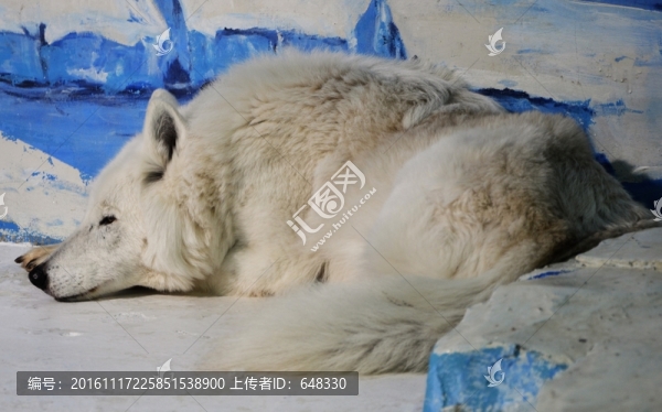 北極狐