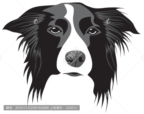 邊境牧羊犬