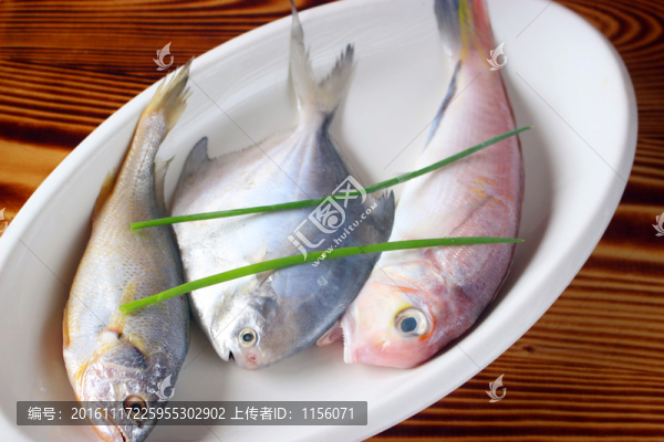 無污染雜魚